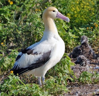 Picture of Albatrosses