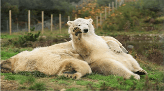 Picture of Highland Wildlife Park