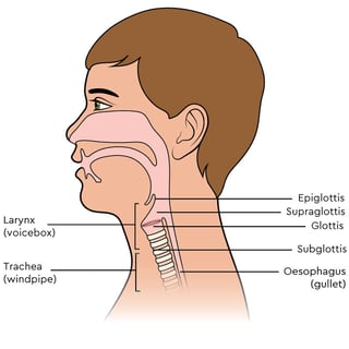 Picture of larynx
