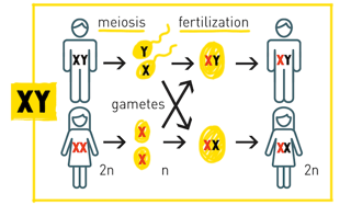 Picture of XY sex-determination system