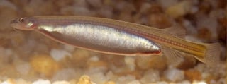 Picture of Candiru