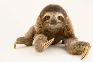 Picture of Sloths