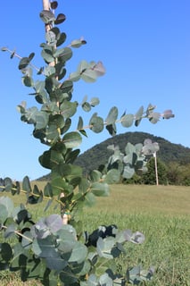 Picture of Eucalyptus