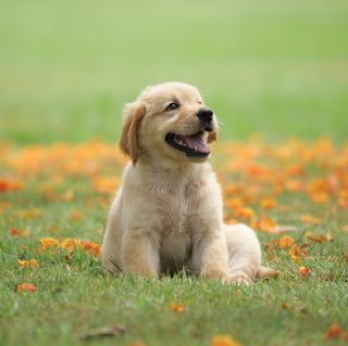 Picture of Puppy