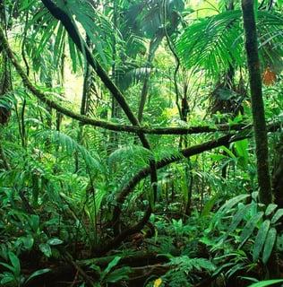 Picture of Rainforest