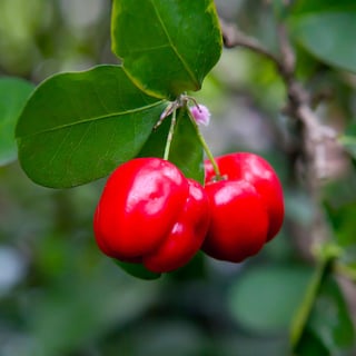 Picture of Barbados Cherry
