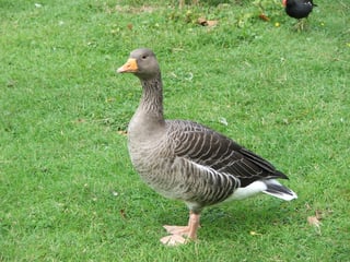 Picture of Goose