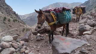 Picture of Mule