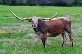 Picture of Texas Longhorn
