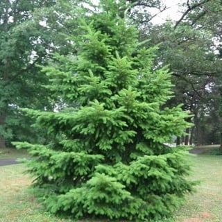 Picture of Douglas fir