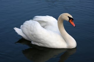 Picture of Swans
