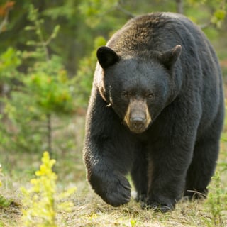 Picture of American black bear