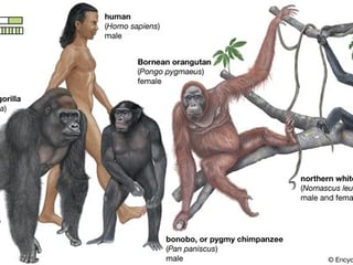 Picture of Human