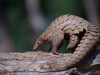 Picture of Pangolins