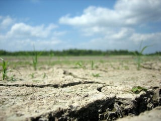 Picture of Famine