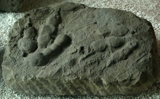 Picture of Fossil track