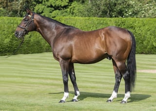 Picture of Frankel