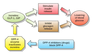Picture of Glucagon-like peptide-1