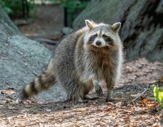 Picture of Raccoon
