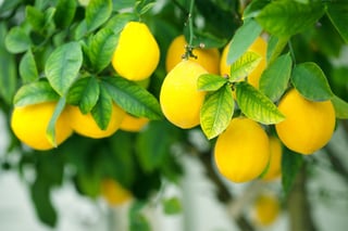 Picture of Citrus