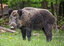 Picture of Wild boar