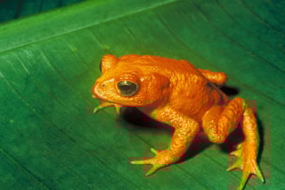 Picture of Near-threatened species