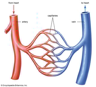 Picture of vein
