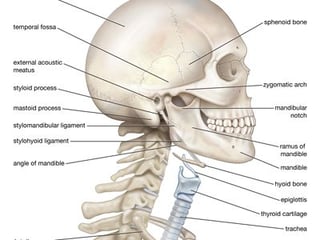 Picture of neck