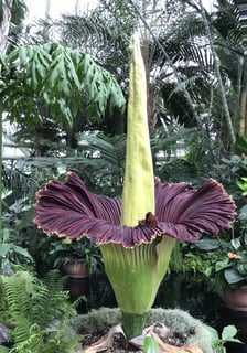 Picture of Titan arum