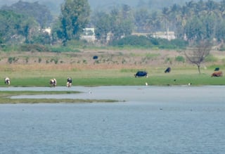 Picture of Hoskote