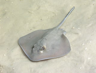 Picture of Stingray