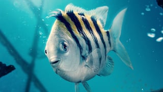 Picture of Flounder