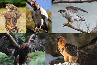 Picture of Bird of prey