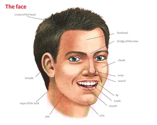 Picture of chin