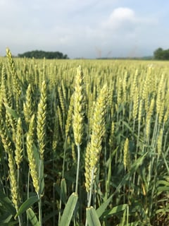 Picture of Winter wheat