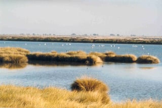Picture of Doñana National and Natural Park