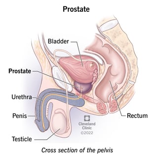 Picture of prostate