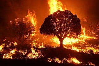 Picture of Wildfire