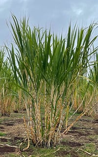 Picture of Sugarcane
