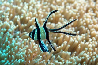 Picture of Banggai cardinalfish