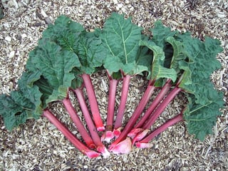 Picture of Garden rhubarb
