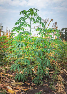 Picture of Cassava