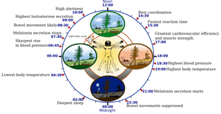 Picture of Circadian rhythm