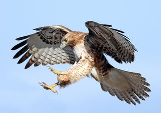 Picture of Hawk