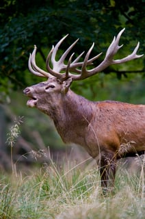 Picture of Antler