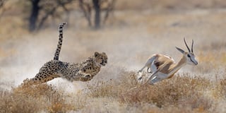 Picture of Predation