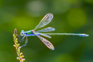 Picture of Dragonfly