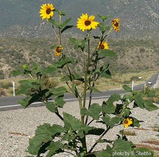 Picture of Common sunflower