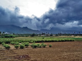 Picture of Monsoon