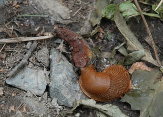 Picture of Cannibalism
